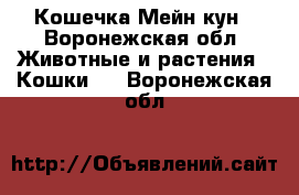 Кошечка Мейн кун - Воронежская обл. Животные и растения » Кошки   . Воронежская обл.